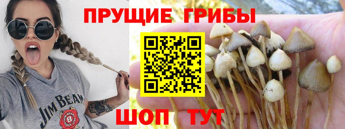 даркнет сайт  Галлюциногенные грибы мицелий  Вход с VPN  Мытищи 